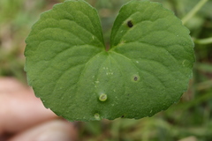 Puccinia alpina