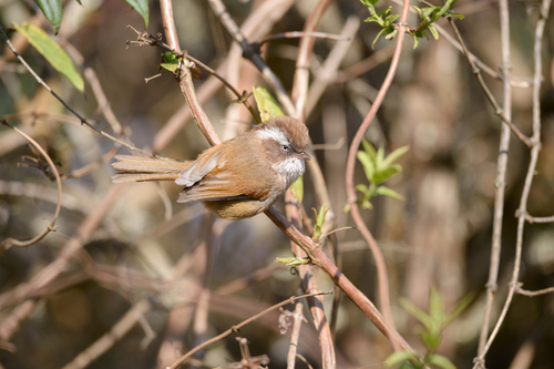 White-browed Fulvetta (Fulvetta vinipectus), photo 10