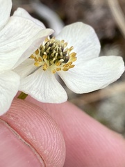Anemonastrum sibiricum
