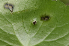 Puccinia alpina