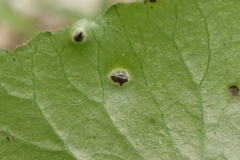Puccinia alpina