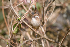 Fulvetta vinipectus