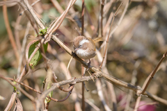 Fulvetta vinipectus