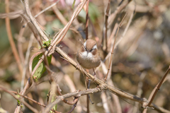 Fulvetta vinipectus
