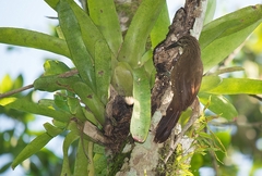 Xiphocolaptes albicollis