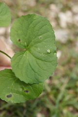 Puccinia alpina