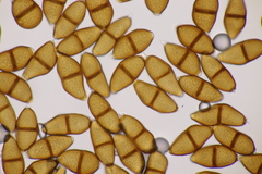 Puccinia alpina