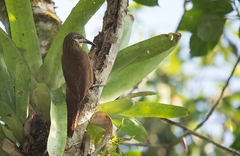 Xiphocolaptes albicollis