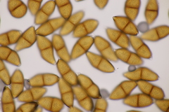 Puccinia alpina