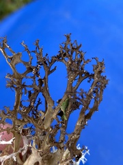 Arctocetraria andrejevii