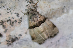 Cobubatha dividua
