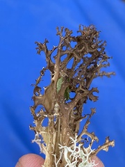 Arctocetraria andrejevii