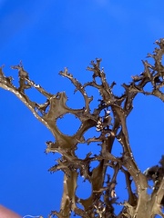 Arctocetraria andrejevii