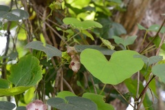 Polystemma guatemalense