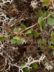 Arctocetraria andrejevii