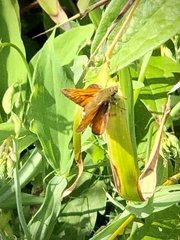 Ochlodes sylvanus