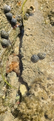 Bunodosoma granuliferum
