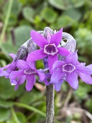 Primula tschuktschorum