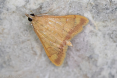 Pyrausta pseudonythesalis