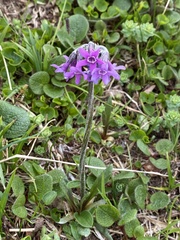 Primula tschuktschorum