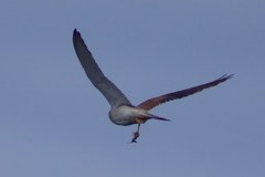 Falco cenchroides cenchroides