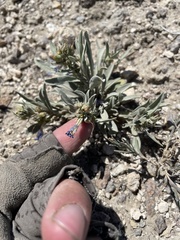 Penstemon dolius