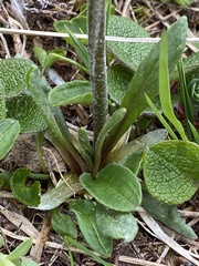 Primula tschuktschorum