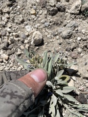Penstemon dolius