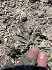 Penstemon dolius