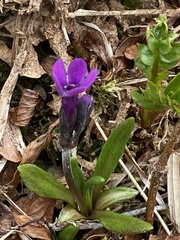 Primula tschuktschorum