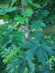 Acer platanoides