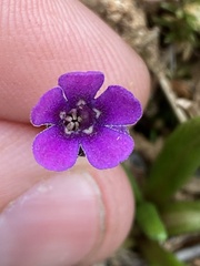 Primula tschuktschorum