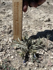 Penstemon dolius