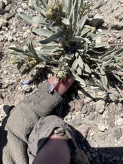 Penstemon dolius