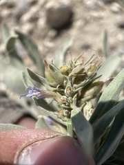 Penstemon dolius