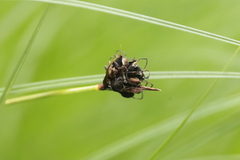 Anthracoidea caricis