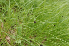 Anthracoidea caricis