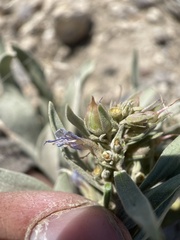 Penstemon dolius