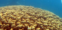 Porites nodifera