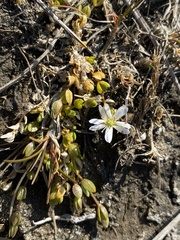 Stellaria humifusa