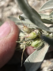 Penstemon dolius