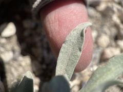 Penstemon dolius