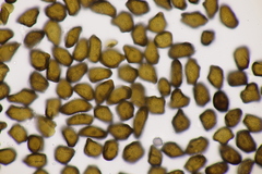 Anthracoidea caricis