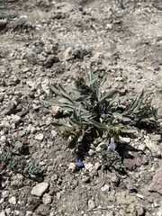 Penstemon dolius