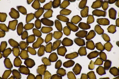 Anthracoidea caricis