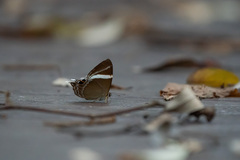 Abisara neophron
