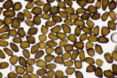 Anthracoidea caricis