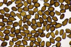 Anthracoidea caricis