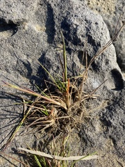 Puccinellia phryganodes