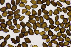 Anthracoidea caricis